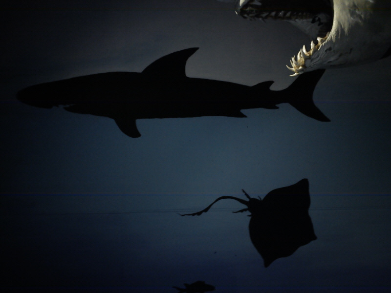 Deep Sea World Mural