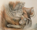 orangutans mural